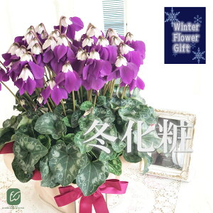 \̔ ɏVN ~ 5  bsOt hԉ Ε ~Mtg  Mtg v[g A  dks 12{ȍ~