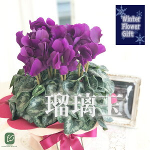 \̔ ɏVN ڗ 5  bsOt hԉ Ε ~Mtg  Mtg v[g A  dks 12{ȍ~