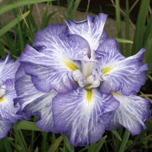 �\��̔� �n�i�V���E�u �c �_�䗳 9cm�|�b�g �ԏҊ� ���t �ÓT���| ���� �r�I�g�[�v ���N�� �K�[�f�j���O �ԕc �h���� ihs 3�����{�ȍ~����