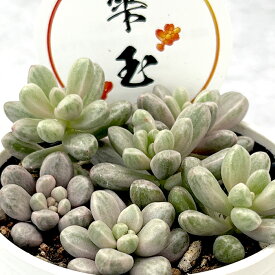 多肉植物 seセダム 雫玉 しずくだま 多肉植物 セダム 斑入り 錦 6cmポット 品種登録出願中