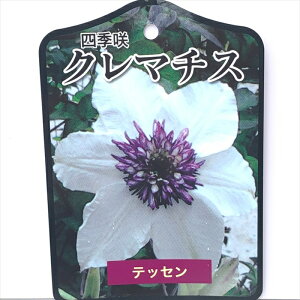 予約販売 クレマチス 苗 テッセン 原種系 2年生苗 10.5cmポット yok 11月上旬以降発送