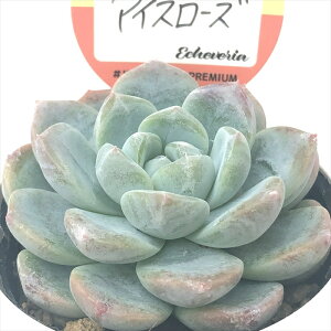 A kswGPxA ACX[Y Xc GPxA 6cm|bg