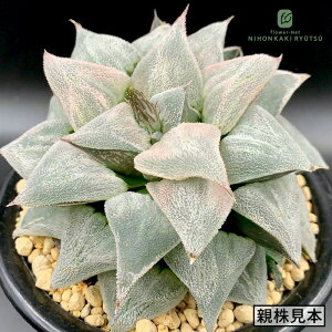 yyVX[p[Z[ P5{z A pnwnI`A X A Plantfs Work vc[Nc   nI`A 10.5cm|bg