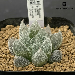 A pnwnI`A xkX^Iz B IWi A Plantfs Work vc[Nc nI`A 7.5cm|bg