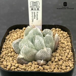 yyVX[p[Z[ P5{z A pnwnI`A xkX^Iz E IWi A Plantfs Work vc[Nc nI`A 7.5cm|bg