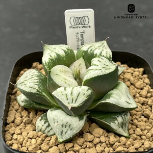 A pnwnI`A Temptation eve[V A Plantfs Work vc[Nc   nI`A 7.5cm|bg