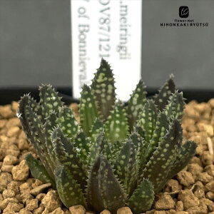 �����A�� bph�n�I���`�A H.meiringii JDV87/121 W of Bonnievale �����A�� BANRI PLANTS �o�����v�����c����c �n�I���`�A 7.5cm�|�b�g