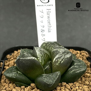 A bphnI`A ubNzCg A BANRI PLANTS ovcc nI`A 7.5cm|bg