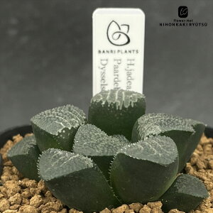 yyVX[p[Z[ P5{z A bphnI`A H.jadea GM261 Paardeberg,S of Dysselsdorp,CL1 A BANRI PLANTS ovcc nI`A 7.5cm|bg