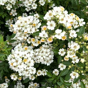 \̔ y2025NHViz o c o Vc ͖{o jbZ io^o蒆 Ԃ炫 KN ΂   sN has 4{ȍ~