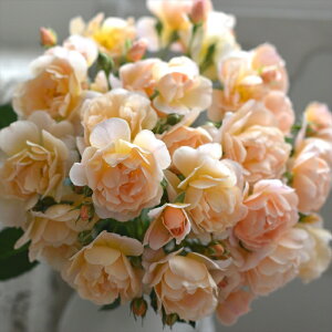 \̔ y2025NHViz o c o Vc ͖{o jG io^o蒆 lG炫 KN ΂   AvRbgCG[ has 4{ȍ~