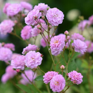 \̔ y2025NHViz o c o Vc ͖{o lr io^o蒆 lG炫 KN ΂  sN has 4{ȍ~