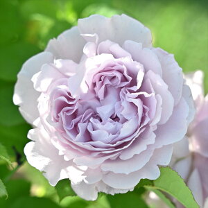 \̔ y2025NHViz o c o Vc ͖{o ~G io^o蒆 lG炫 KN ΂  sN  has 4{ȍ~