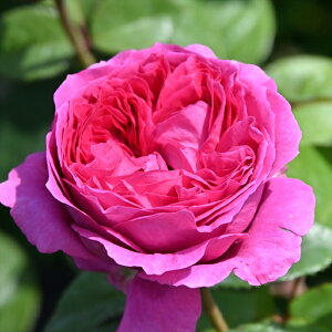 \̔ y2025NHViz o c o Vc fo[ Gg io^o蒆 lG炫 KN ΂  sN has 4{ȍ~