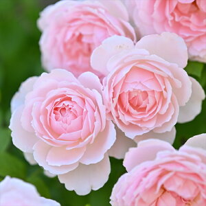 \̔ y2025NHViz o c o Vc fo[ xhDv@X io^o蒆 lG炫 KN ΂  sN has 4{ȍ~