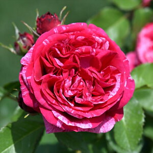 \̔ y2025NHViz o c o Vc fo[ xg] io^o蒆 lG炫 KN ΂    has 4{ȍ~