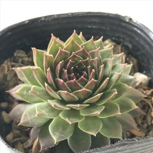 A sfZyrE ubN~j 7.5cm|bg Zyru