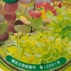 X[Nc[ S[fXsbg 5 o^i  c Ԗ sik