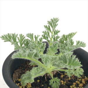 A caySjE AyfBN[c A R[fbNX 3