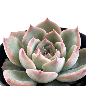 A skGPxA LA A GPxA 7.5cm|bg