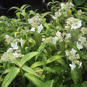 �\��̔� �R�A�W�T�C �V��Ò��`���t 9cm�|�b�g ������ �c �ԕc �c�� �R�������� ���}�A�W�T�C �R���z�� fea 3�����{�ȍ~����