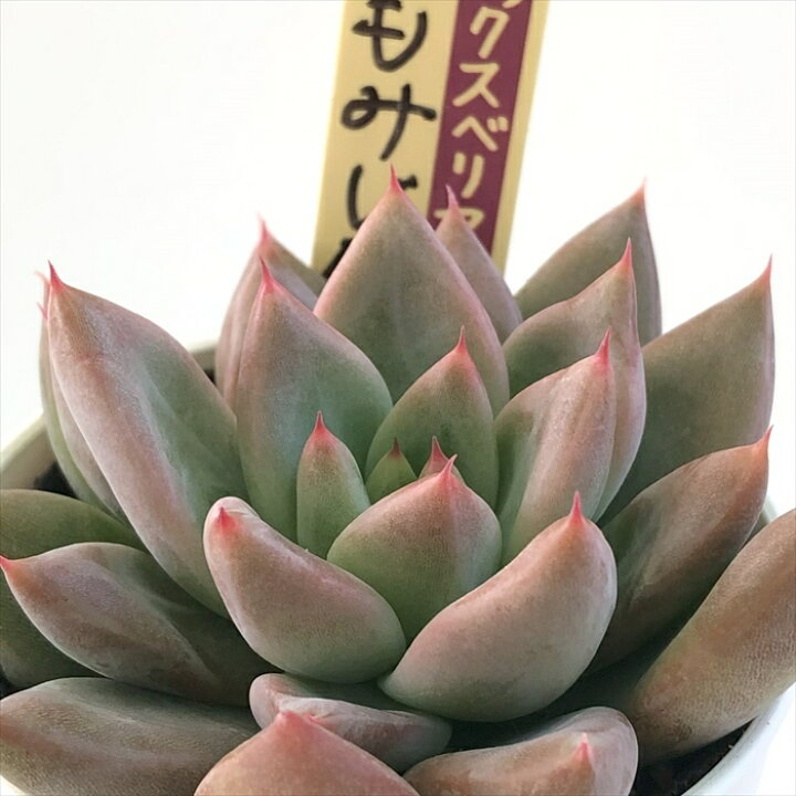 楽天市場】多肉植物 oriミックスベリア No.059 もみじ飴 多肉植物 お  