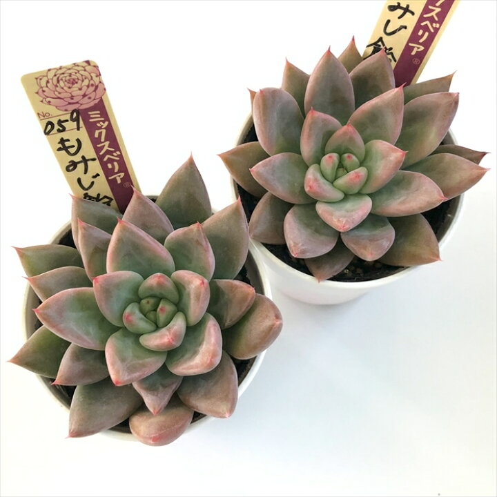 楽天市場】多肉植物 oriミックスベリア No.059 もみじ飴 多肉植物 お  
