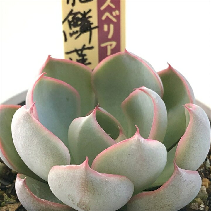 楽天市場】多肉植物 oriミックスベリア No.044 龍鱗蓮華 多肉植物 お  