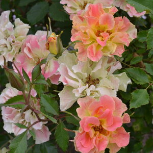 \̔ o c o Vc fo[ sJvX _i lG炫 KN ΂   sN has 4{ȍ~