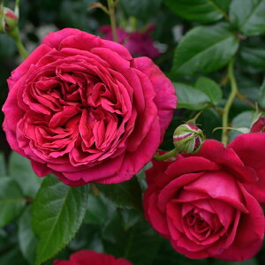 \̔ o c o Vc fo[ pubNhD}g o^i lG炫 KN ΂   has 4{ȍ~