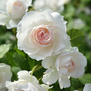 \̔ o c o Vc h I[uWF[ io^o蒆 lG炫 KN ΂   sN has 4{ȍ~