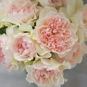 \̔ o c o Vc ͖{o NbVF io^o蒆 lG炫 KN ΂  sN has 4{ȍ~