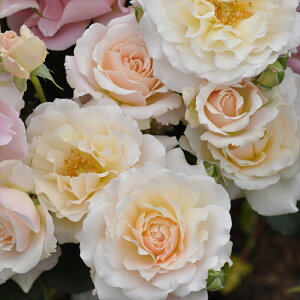 \̔ o c o Vc ͖{o VV o^i lG炫 KN ΂  sNzCg has 4{ȍ~