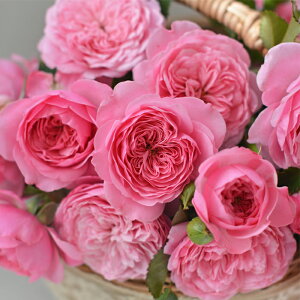 \̔ o c o Vc ͖{o tB[ io^o蒆 lG炫 KN ΂  sN has 4{ȍ~