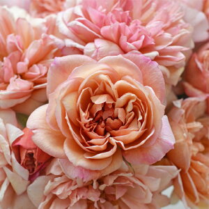 \̔ o c o Vc ͖{o uh[ io^o蒆 lG炫 KN ΂  x[W sN IW has 4{ȍ~