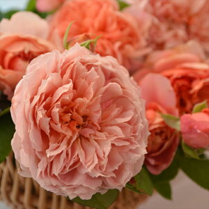 \̔ o c o Vc ͖{o [hMbg o^i lG炫 KN ΂  IW has 4{ȍ~