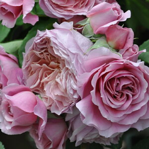 \̔ o c o Vc ͖{o [uAtZ[Y o^i lG炫 KN ΂  sN has 4{ȍ~