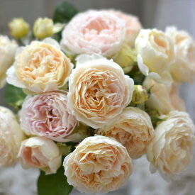 予約販売 バラ 苗 バラ 新苗 河本バラ園 アンヌ 品種登録出願中 四季咲き 薔薇 ばら 送料無料 黄色 has 4月中旬以降発送