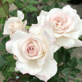 予約販売 バラ 苗 バラ 新苗 河本バラ園 いぶき 品種登録出願中 四季咲き 薔薇 ばら 送料無料 白 has 4月中旬以降発送