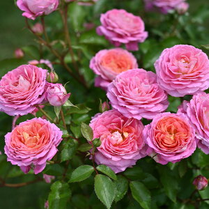 \̔ o c o Vc fo[ tbg io^o蒆 lG炫 KN ΂  sN has 4{ȍ~