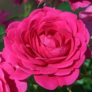 \̔ o c o Vc o| gˁiׂɂˁjio^o蒆 KN ΂  o Vc sN kss 4{ȍ~