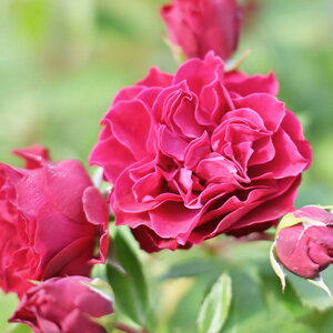 \̔ o c o Vc ͖{o | io^o蒆 lG炫 KN ΂   has 4{ȍ~