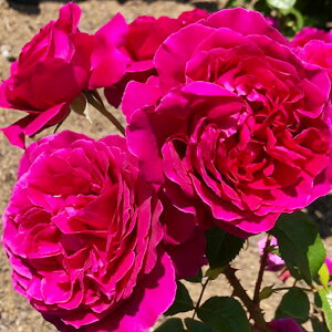 \̔ o c o Vc ͖{o  io^o蒆 lG炫 KN ΂   has 4{ȍ~