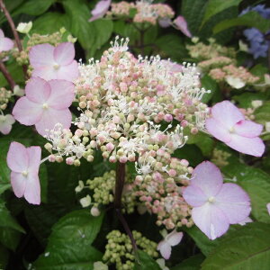 �\��̔� �R�A�W�T�C ������ 9cm�|�b�g �c �ԕc �c�� �R�������� ���}�A�W�T�C �R���z�� fea 3�����{�ȍ~����