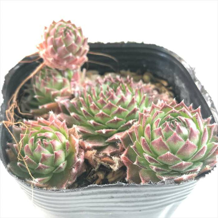 楽天市場】多肉植物 sfセンペルビウム パシフィックフェザーパワー 7.5  