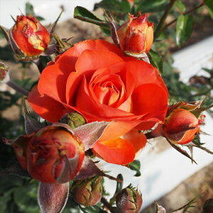 \̔ o c o Vc  R[q[uCN ؗ lG炫 KN ΂ IW tros 4{ȍ~