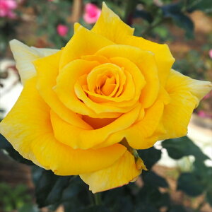 \̔ o c o Vc o Gu 鐫 lG炫  KN ΂ F tros 4{ȍ~