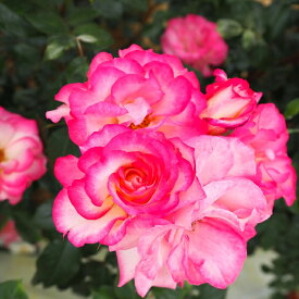 予約販売 バラ 苗 バラ 新苗 つるミュージック つるバラ 四季咲き 中輪 薔薇 ばら ピンク tros 4月中旬以降発送