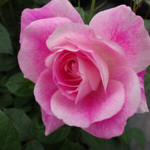 \̔ o c o Vc  uAgsNACXo[O lG炫 KN ΂ sN tros 4{ȍ~