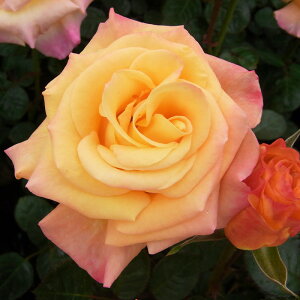 \̔ o c o Vc  iU lG炫 KN ΂ IW tros 4{ȍ~